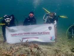 PLN UIP MPA Dukung Pelestarian Lingkungan Laut melalui Transplantasi Terumbu Karang di Teluk Depapre