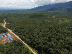 Separuh Kawasan Hutan di Papua Barat Merupakan Hutan Lindung