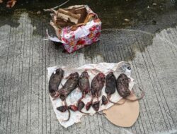 Setelah Teror Kepala Babi, Kini Tempo Dikirimi Bangkai Tikus yang Sudah Dipenggal