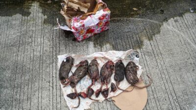 Setelah Teror Kepala Babi, Kini Tempo Dikirimi Bangkai Tikus yang Sudah Dipenggal