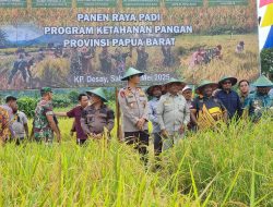 Gubernur dan Forkopimda Papua Barat Panen Padi di Manokwari