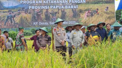 Gubernur dan Forkopimda Papua Barat Panen Padi di Manokwari