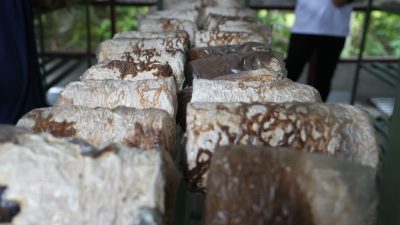 PLN UIP MPA Dukung Ketahanan Pangan dan Ekonomi Desa Lewat Budidaya Jamur Tiram di Kampung Sabron Yaru