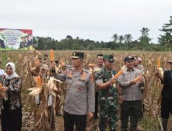 Panen Raya jagung Polda Papua Barat Capai 12,2 Ton