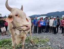 Gubernur Mandacan Serahkan Sapi Kurban Bantuan Presiden di Manokwari