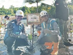 Peringatan Hari Mangrove Sedunia, PLN UIP MPA Lakukan Penanaman Mangrove dan Konservarsi Burung Mamoa di Halmahera Utara