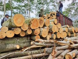Produksi Kayu Log di Papua Barat Tahun 2025 Mencapai 148.602,14 Meter Kubik