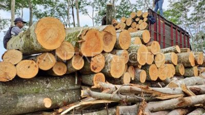 Produksi Kayu Log di Papua Barat Tahun 2025 Mencapai 148.602,14 Meter Kubik