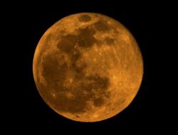 Begini Supermoon Mempengaruhi Hewan di Laut dan di Darat