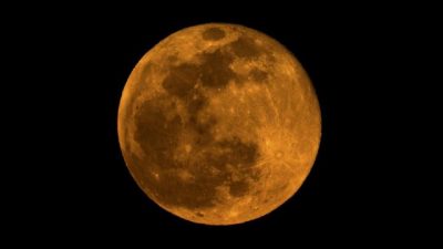 Begini Supermoon Mempengaruhi Hewan di Laut dan di Darat