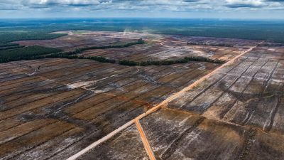 Prabowo Ingin Papua Ditanami Sawit, Greenpeace: Menyiapkan Bencana Ekologis