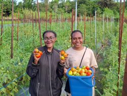 Hasil Panen Berlimpah, Program Desa Berdaya Taman Inspirasi Waibu “Wajah Indonesia Baru” PLN Makin Berdampak