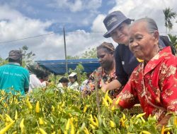 Program TJSL PLN UIP MPA Berbuah Hasil, Kelompok Tani di Sentani Barat Panen Cabai Rawit