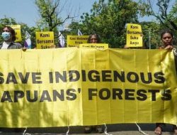 Senator Ini Tolak Sawit dan Pembangunan Batalion di Papua