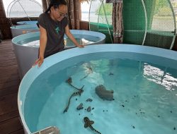 Perjalanan Pulang Hiu Zebra ke Raja Ampat