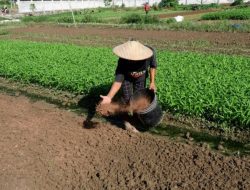 Nilai Tukar Petani Papua Barat Naik 1,51 Persen pada Januari 2026