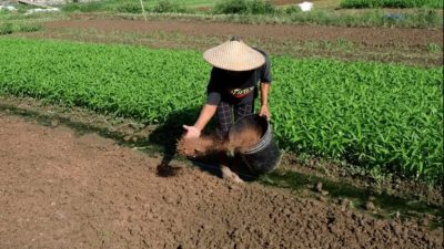 Nilai Tukar Petani Papua Barat Naik 1,51 Persen pada Januari 2026