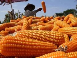 Kementan Perkuat Pengembangan Jagung Pangan untuk Pasok Industri