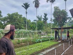 PLN UIP MPA Berdayakan Petani Papua Lewat Program Electrifying Agriculture