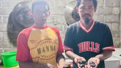 Penyu Menetas di Pantai Wauwo, Bukti Konservasi Berbasis Masyarakat Mulai Pulihkan Ekosistem Pesisir Halmahera