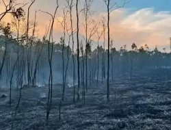 Lebih dari 2.100 Hektar Hutan dan Lahan Fakfak Terbakar