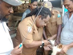 Pemkab Sorong Perkuat Peternakan Lewat Inseminasi Buatan