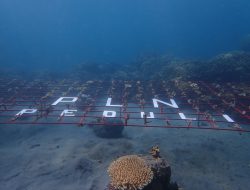 PLN Peduli Tanam 450 Fragmen Karang untuk Pulihkan Ekosistem Laut Mamuya