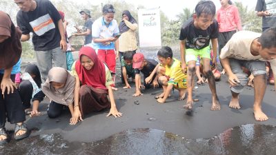 Tanam Mangrove, Lepas Tukik: PLN UIP MPA Hidupkan kembali Pantai Wauwo