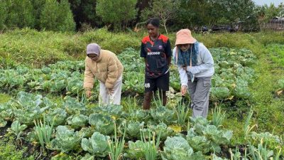 NTP Papua Barat Turun, Petani Hortikultura Menanggung Tekanan Terberat